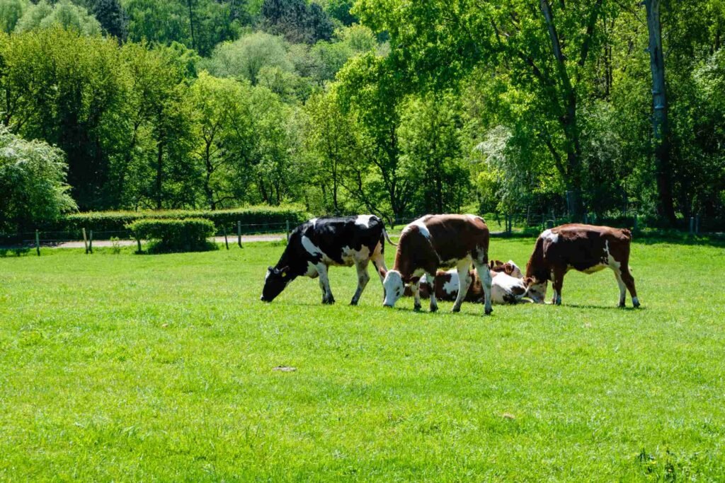 dairyproduct