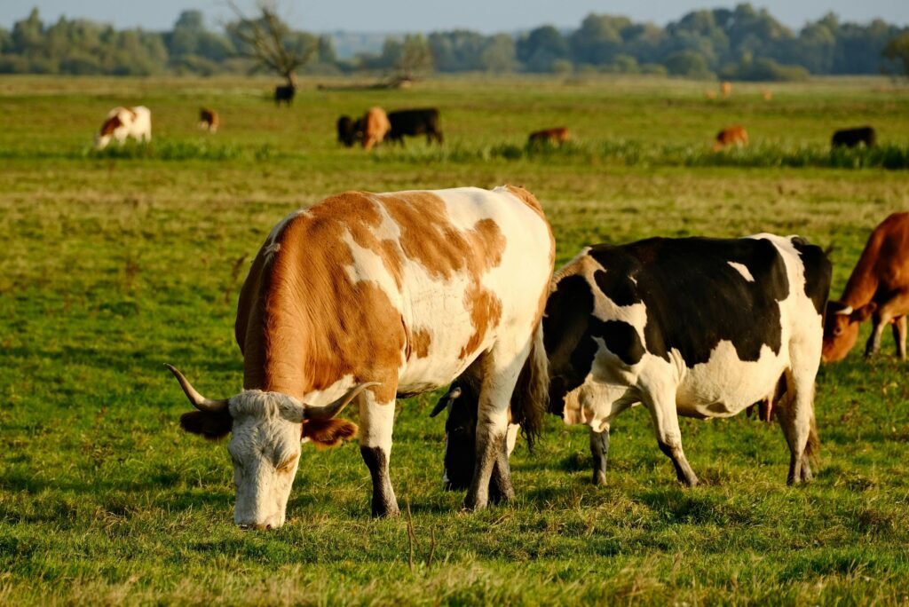 pure milk