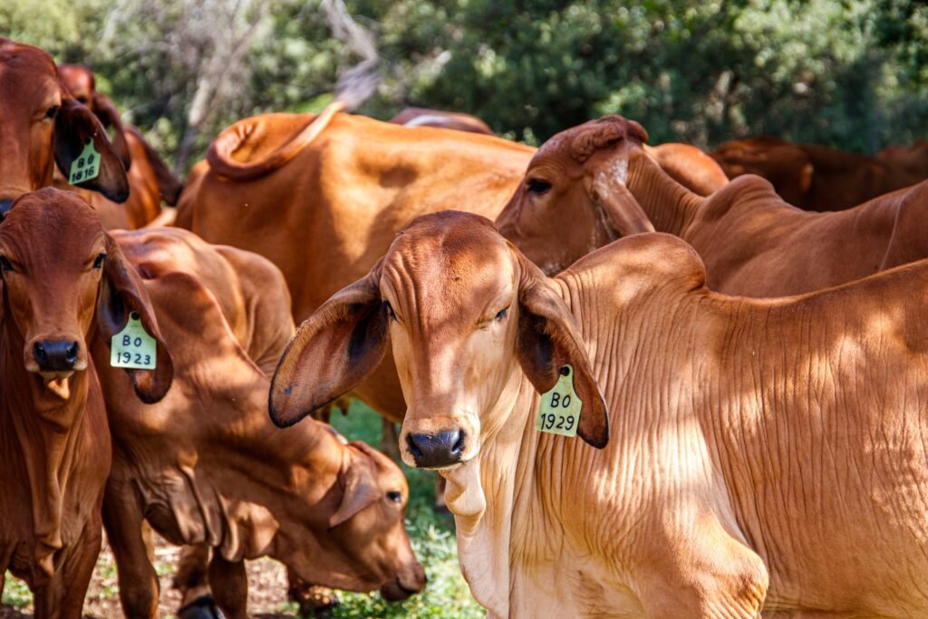 Trusted dairy farm